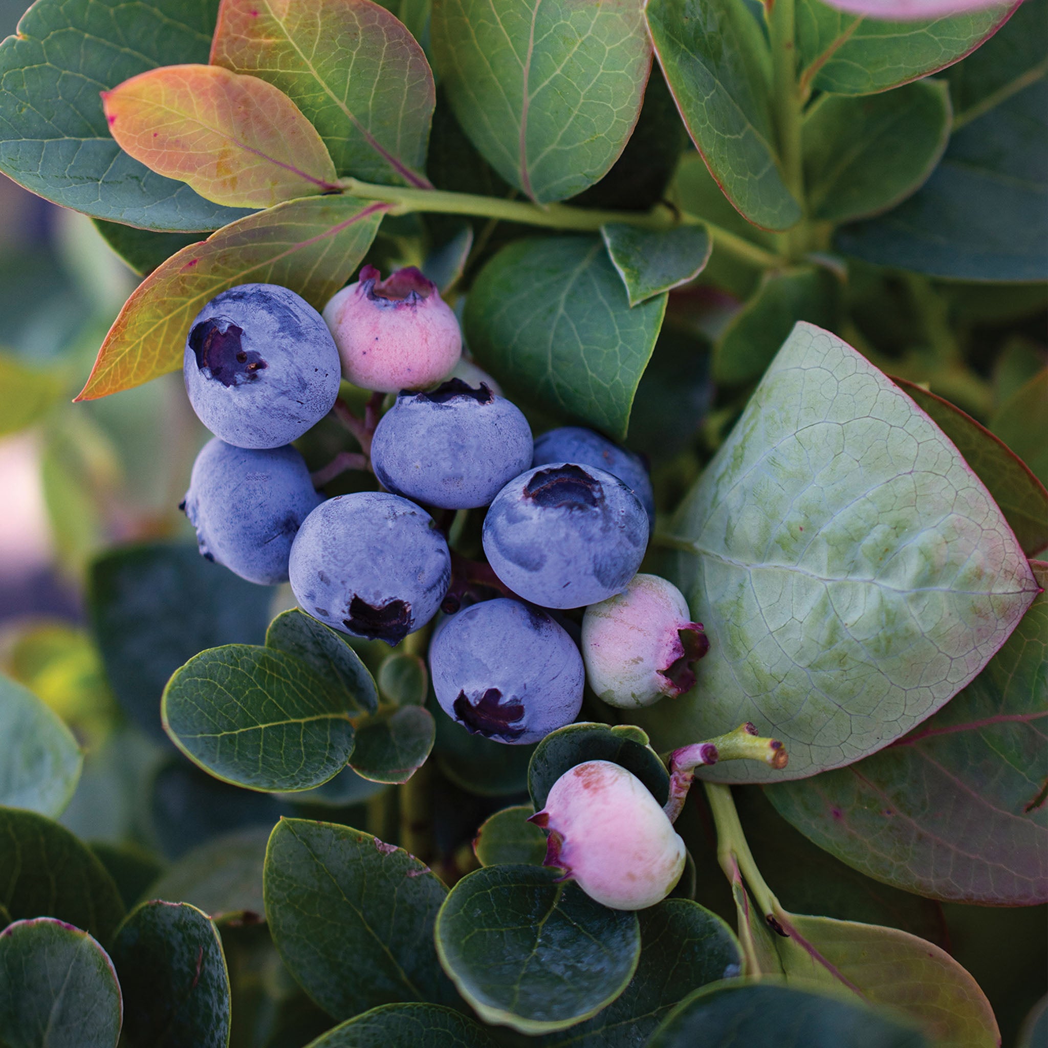Silver Dollar Blueberry
