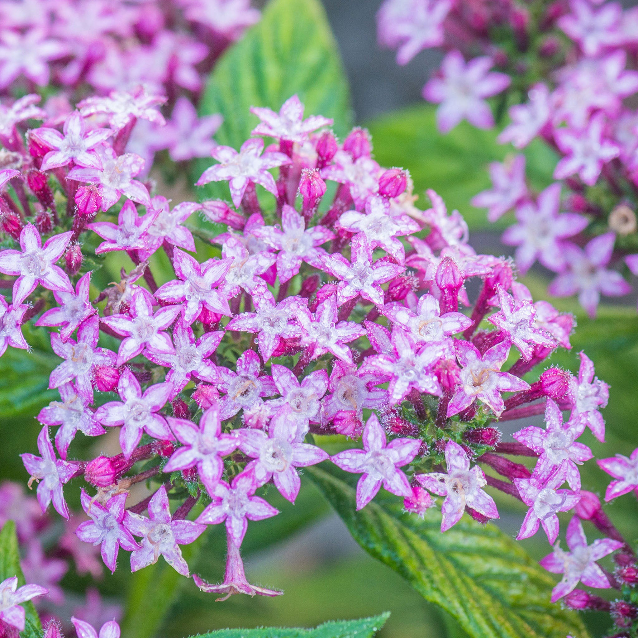 Glitterati Purple Star Pentas