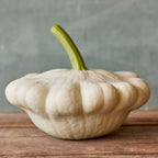 Snowburst Squash