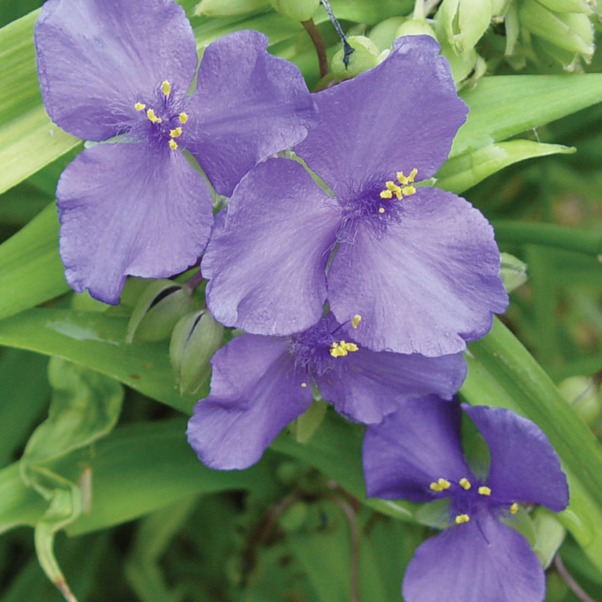 Blue & Gold Tradescantia