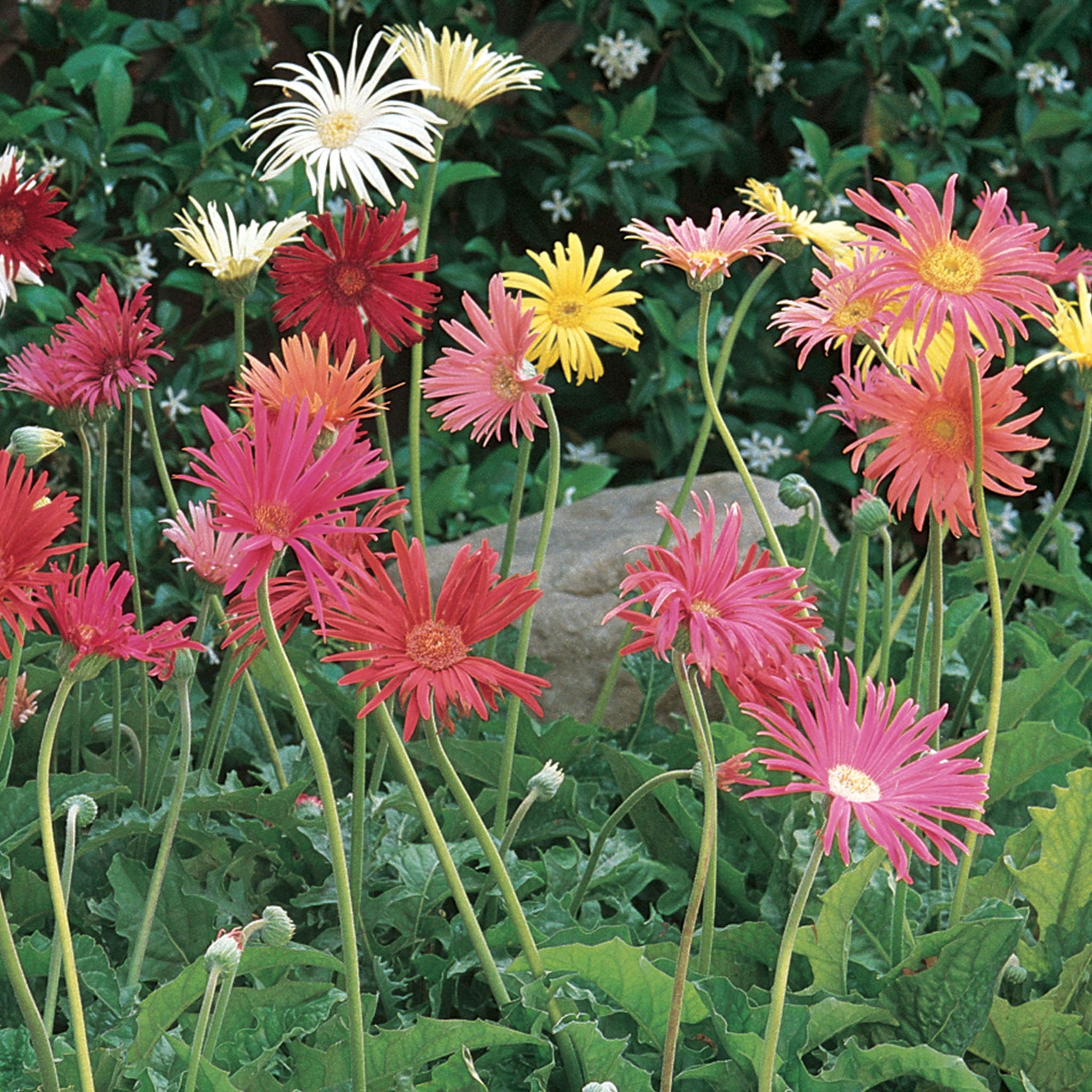 California Mixed Colors Gerbera