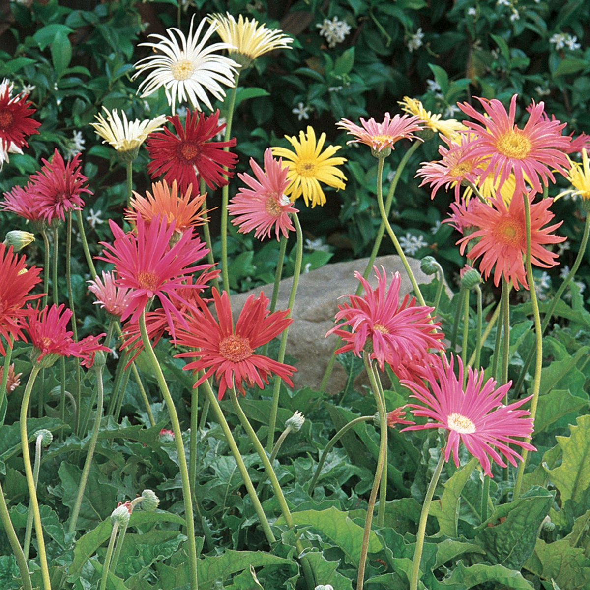 California Mixed Colors Gerbera