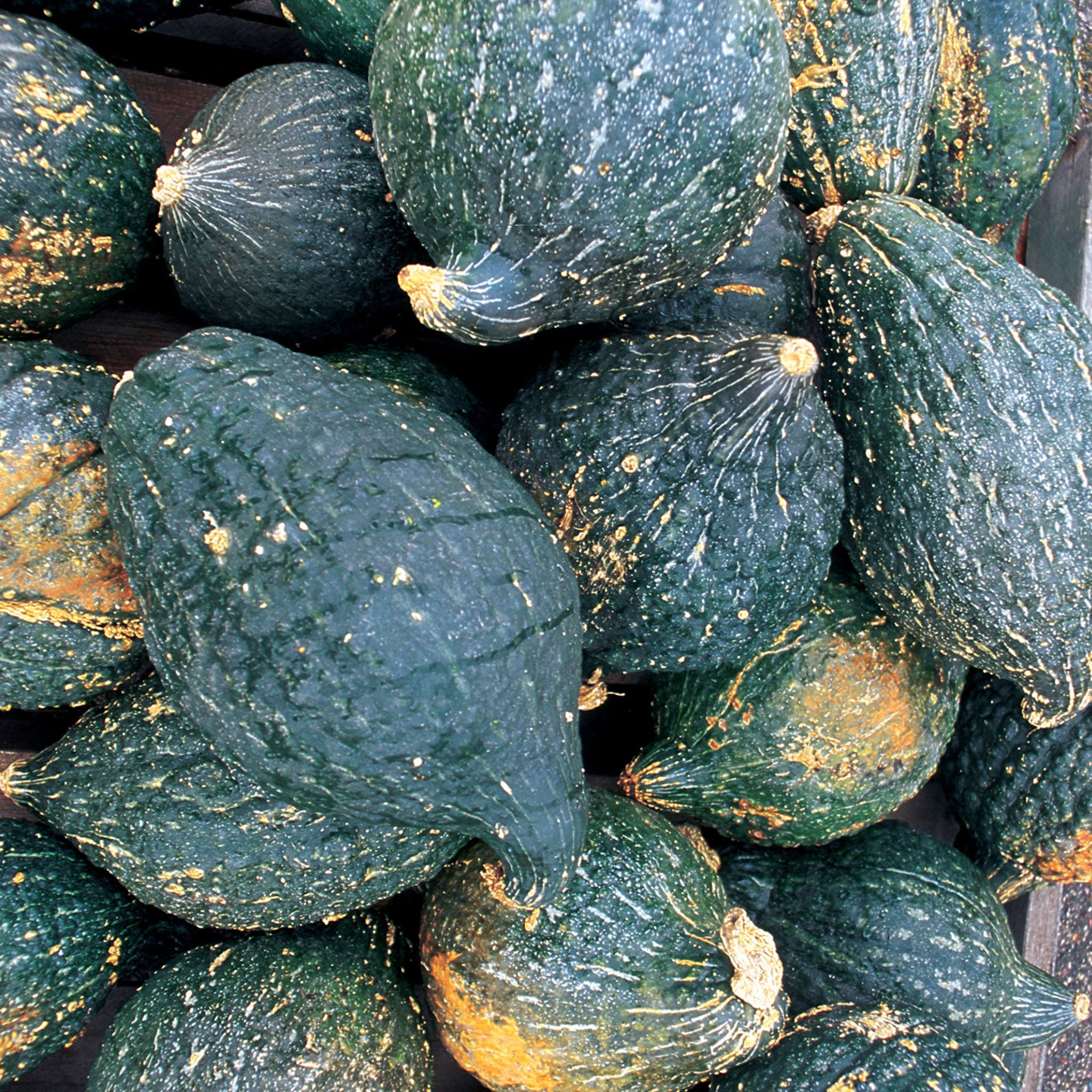 True Hubbard Squash