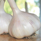 California Early Garlic Bulbs