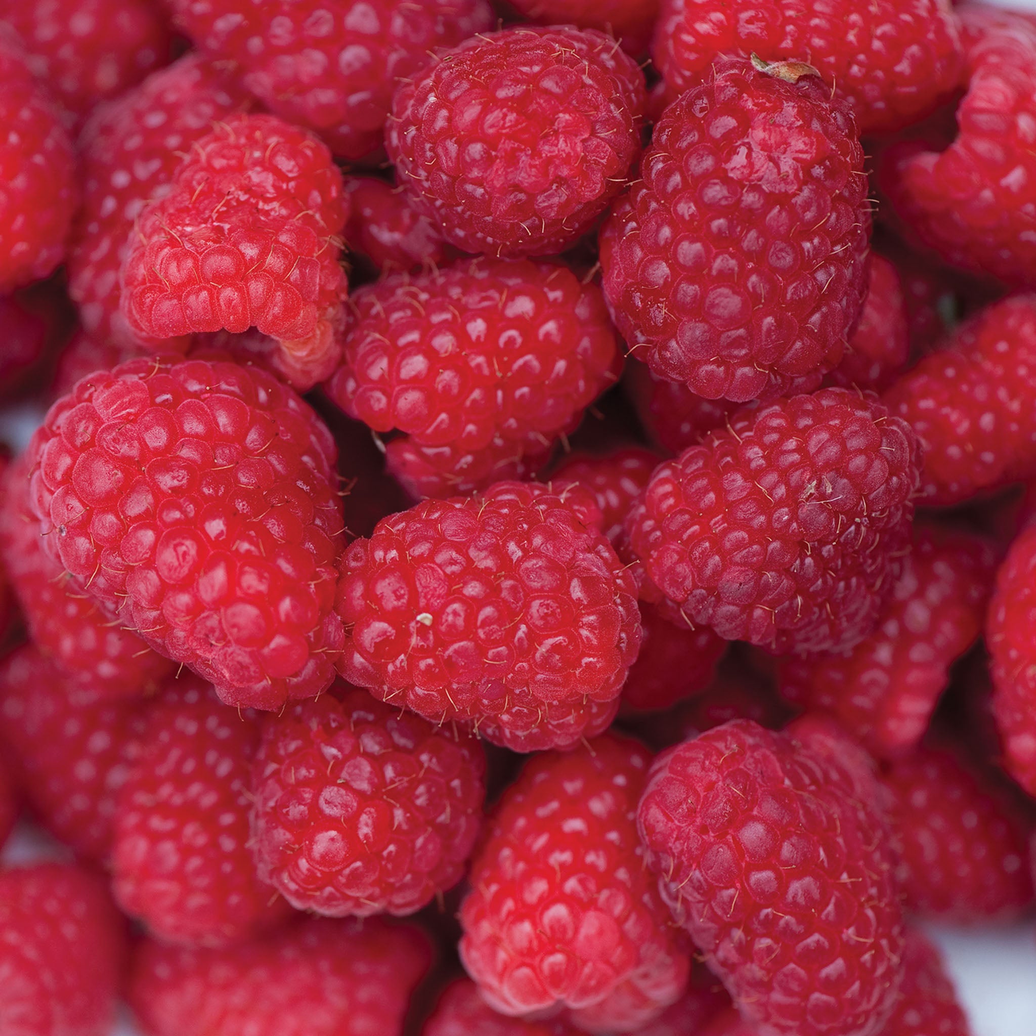 Caroline Raspberry