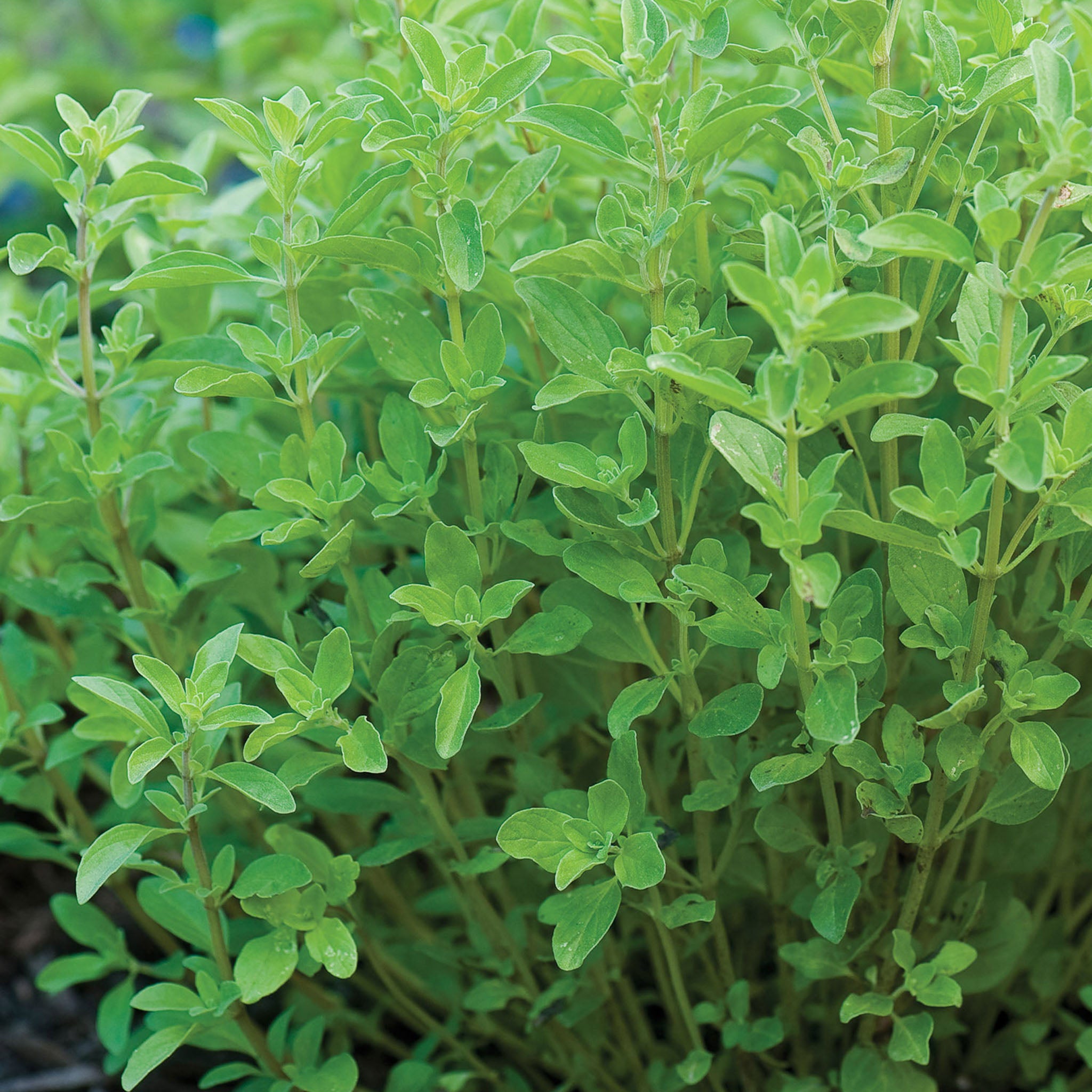 Sweet Marjoram