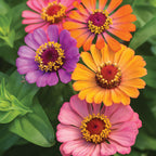 Forecast Zinnia