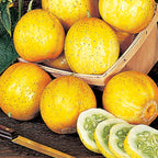 Lemon Cucumber