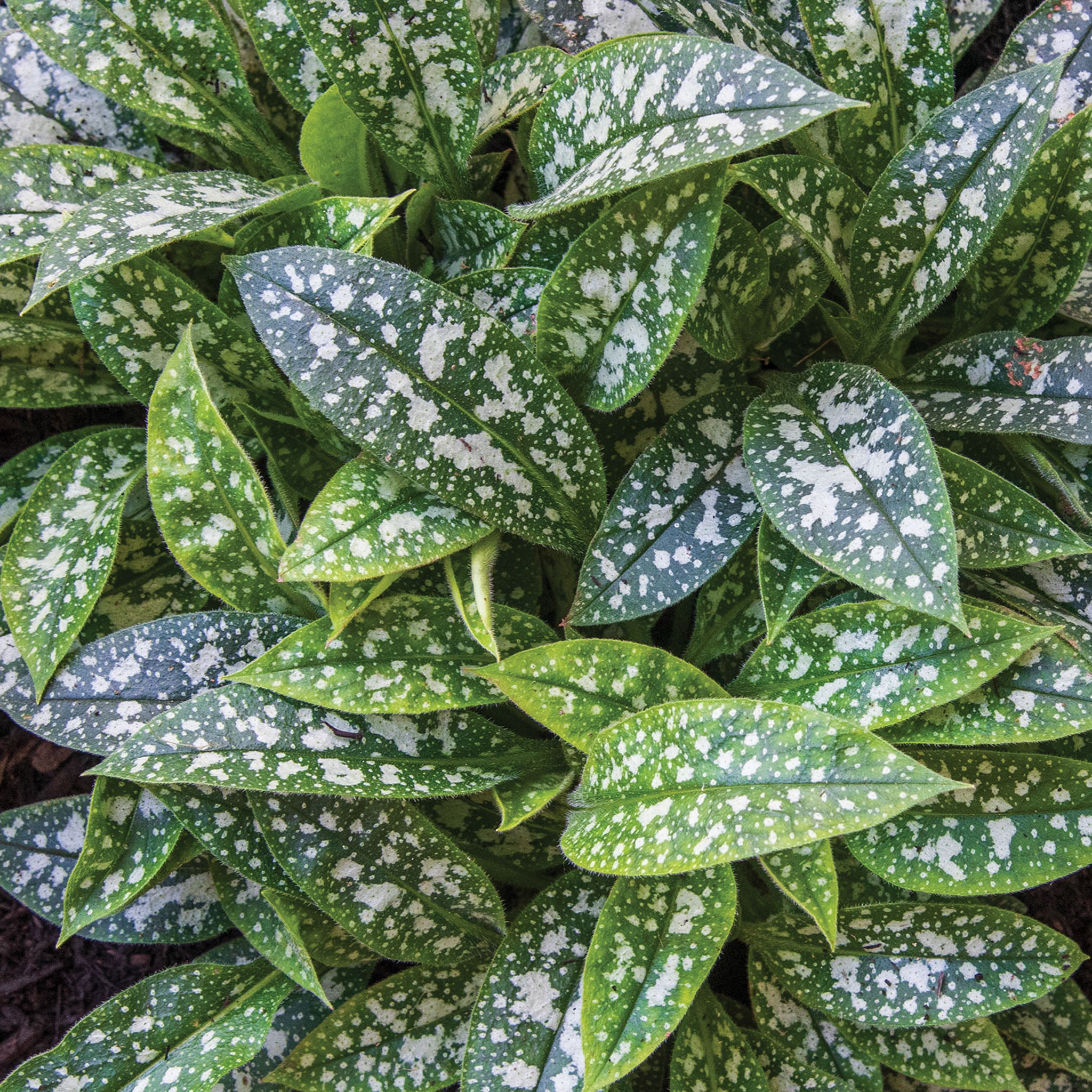 Twinkle Toes Pulmonaria