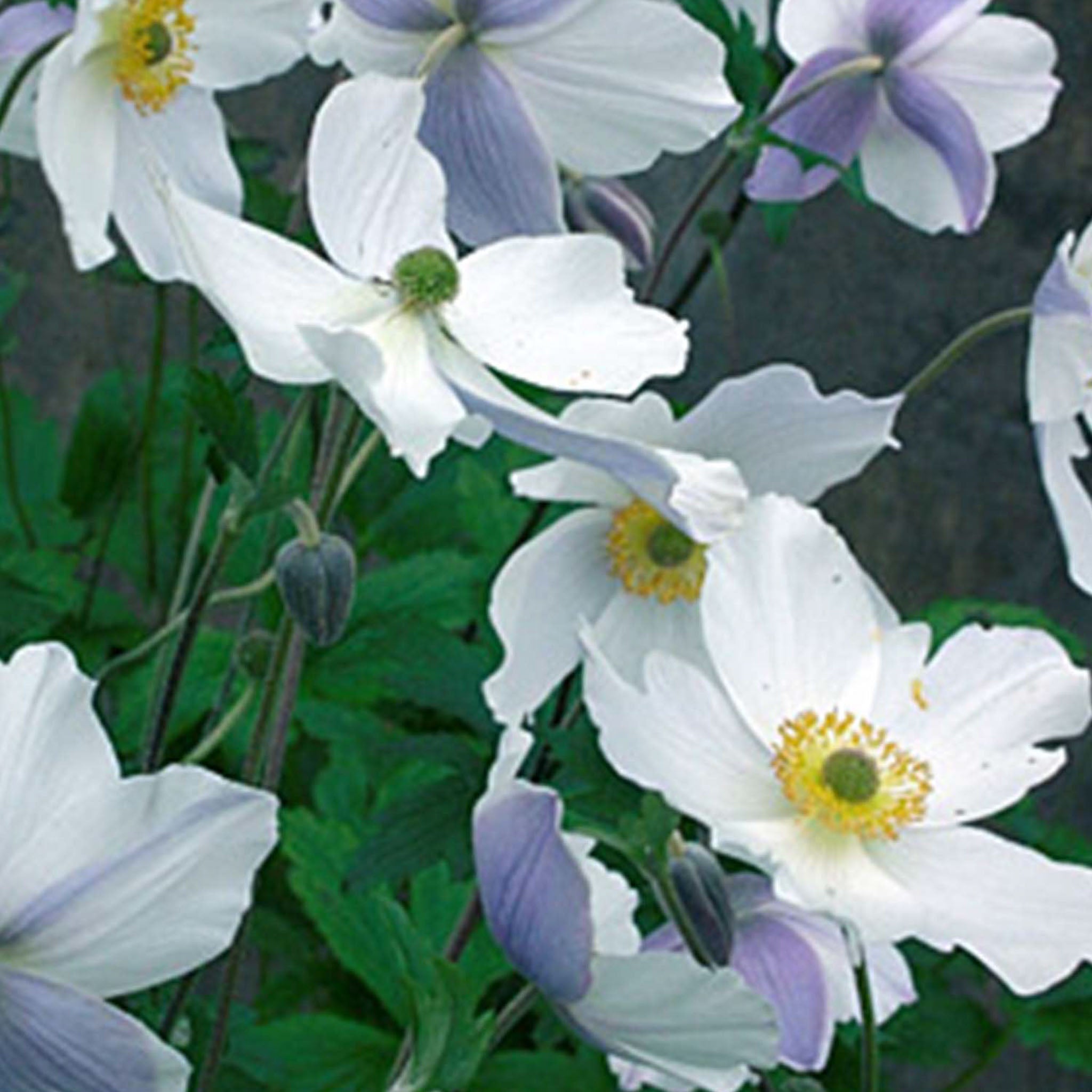 Wild Swan Anemone