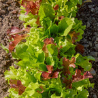 Gourmet Blend Lettuce