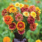 Jazzy Mix Zinnia