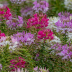 Sparkler 2.0 Mixed Colors Cleome