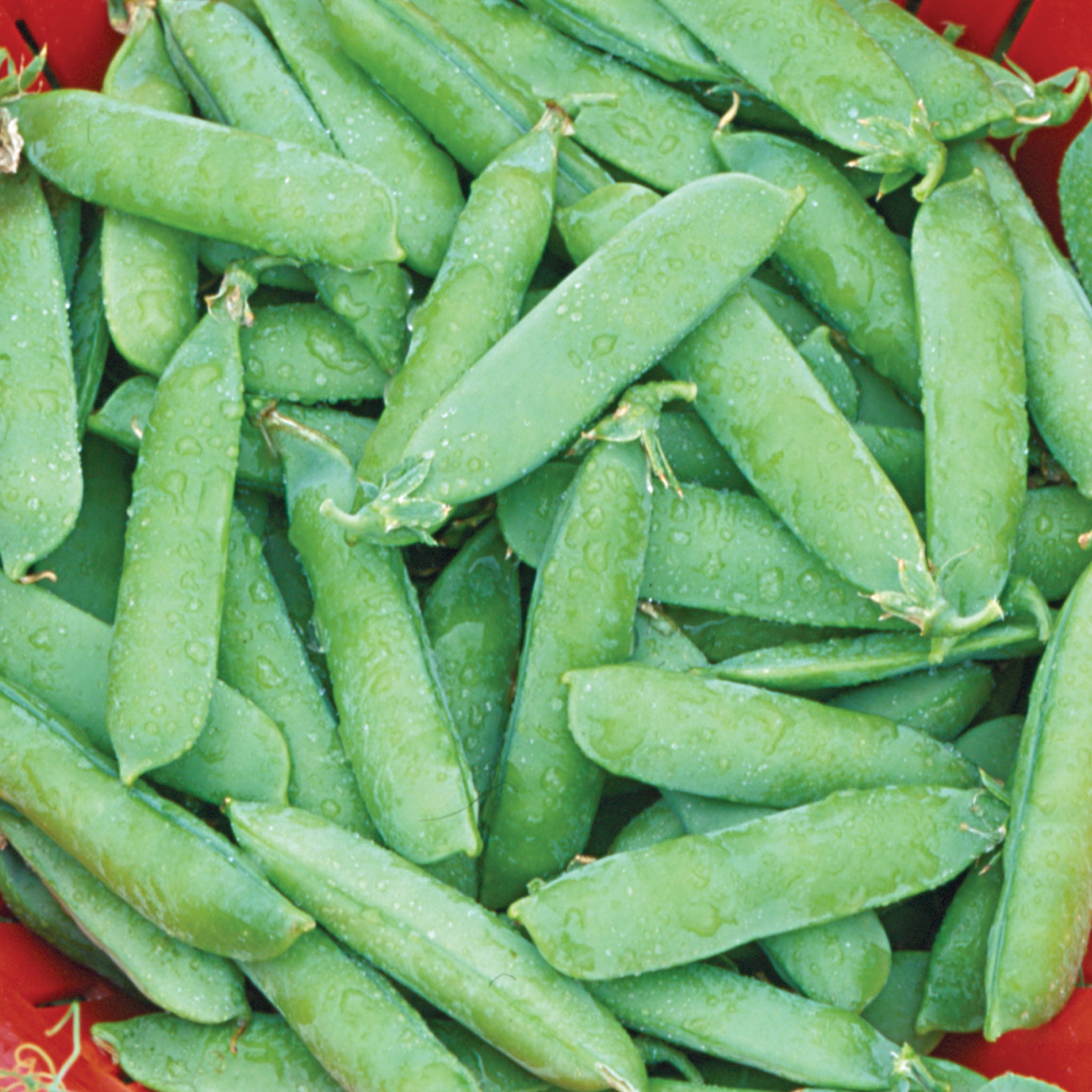 Wando Pea