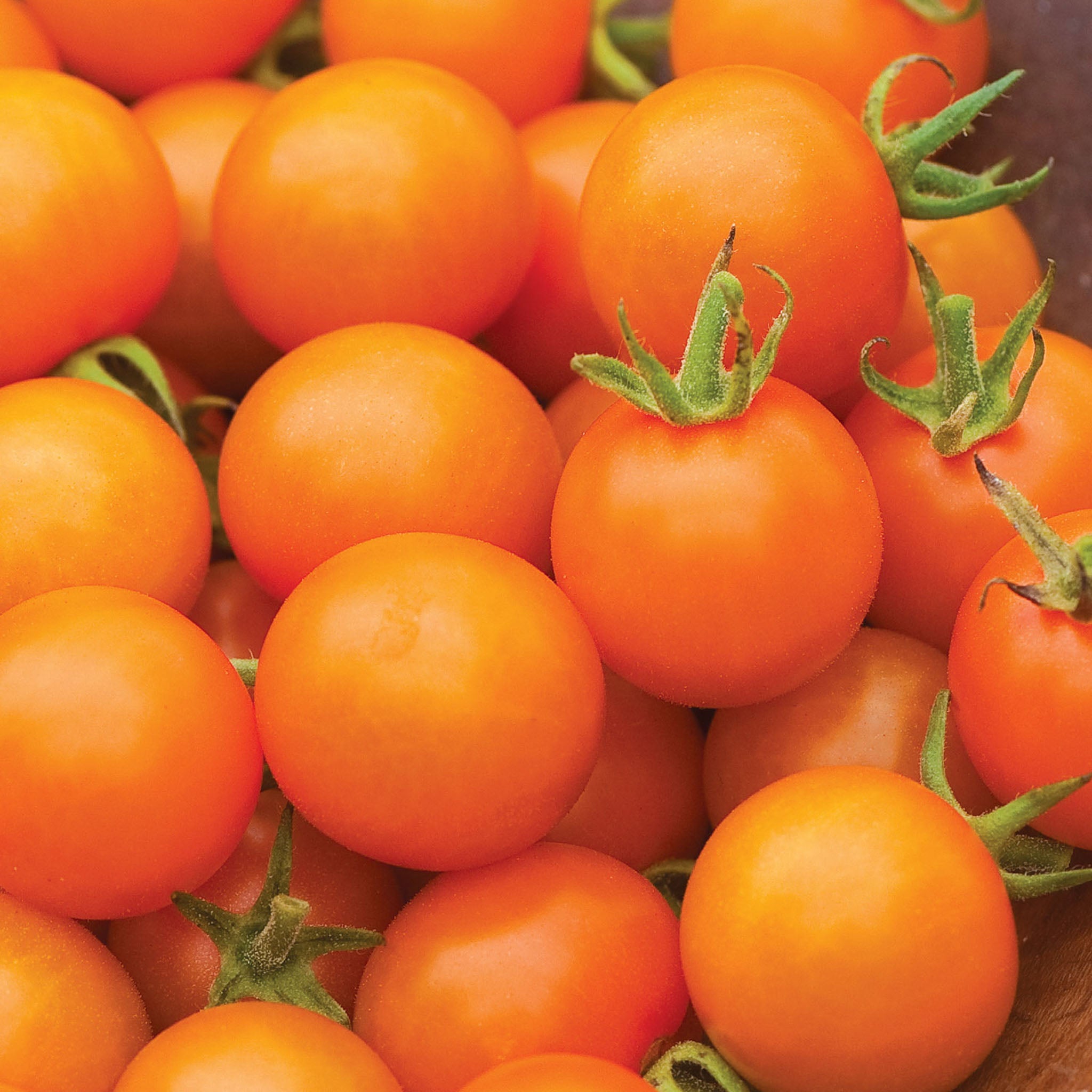 Sungold Tomato