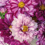 Double Click Bicolor Violet Cosmos