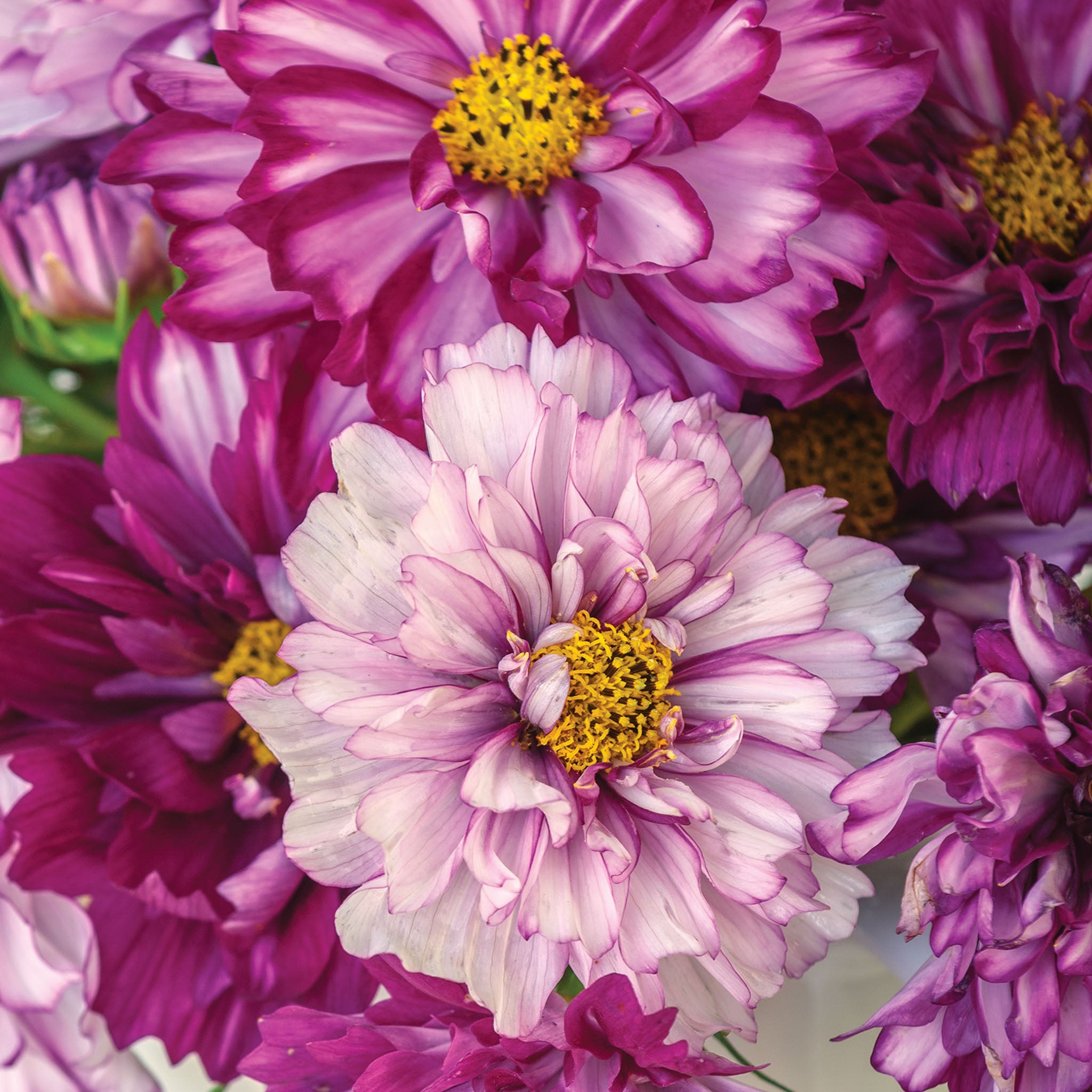 Double Click Bicolor Violet Cosmos