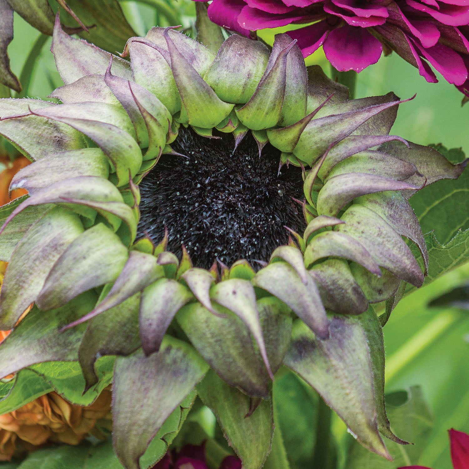 Sun-Fill Purple Sunflower