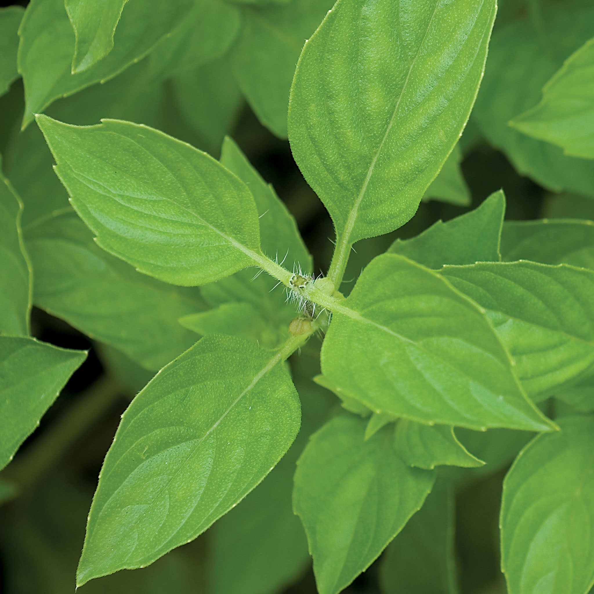 Lime Basil