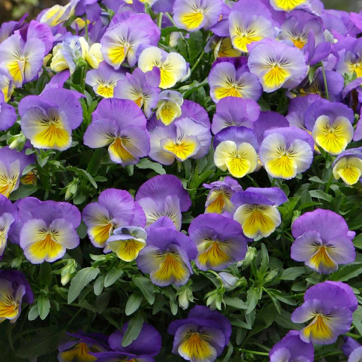 Cool Wave® Morpho Pansy