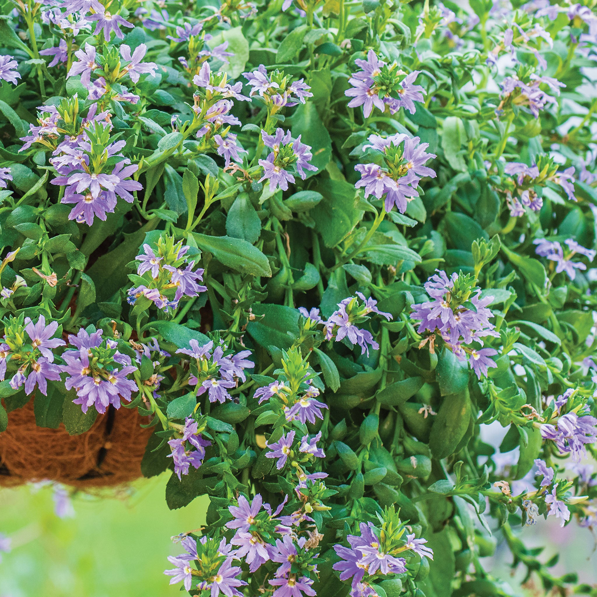 Fancy Scaevola