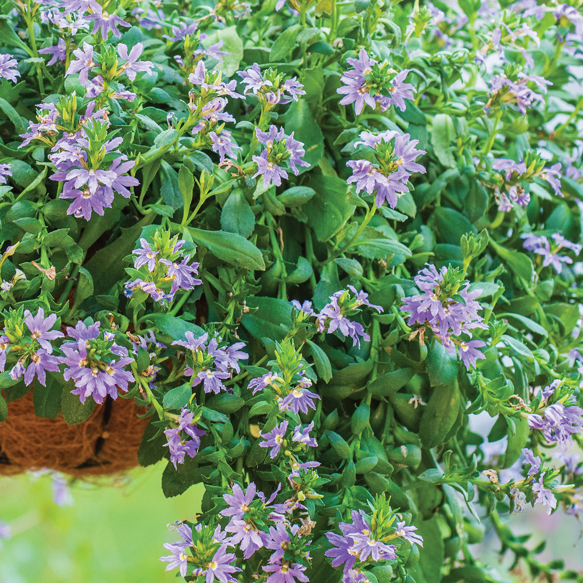 Fancy Scaevola
