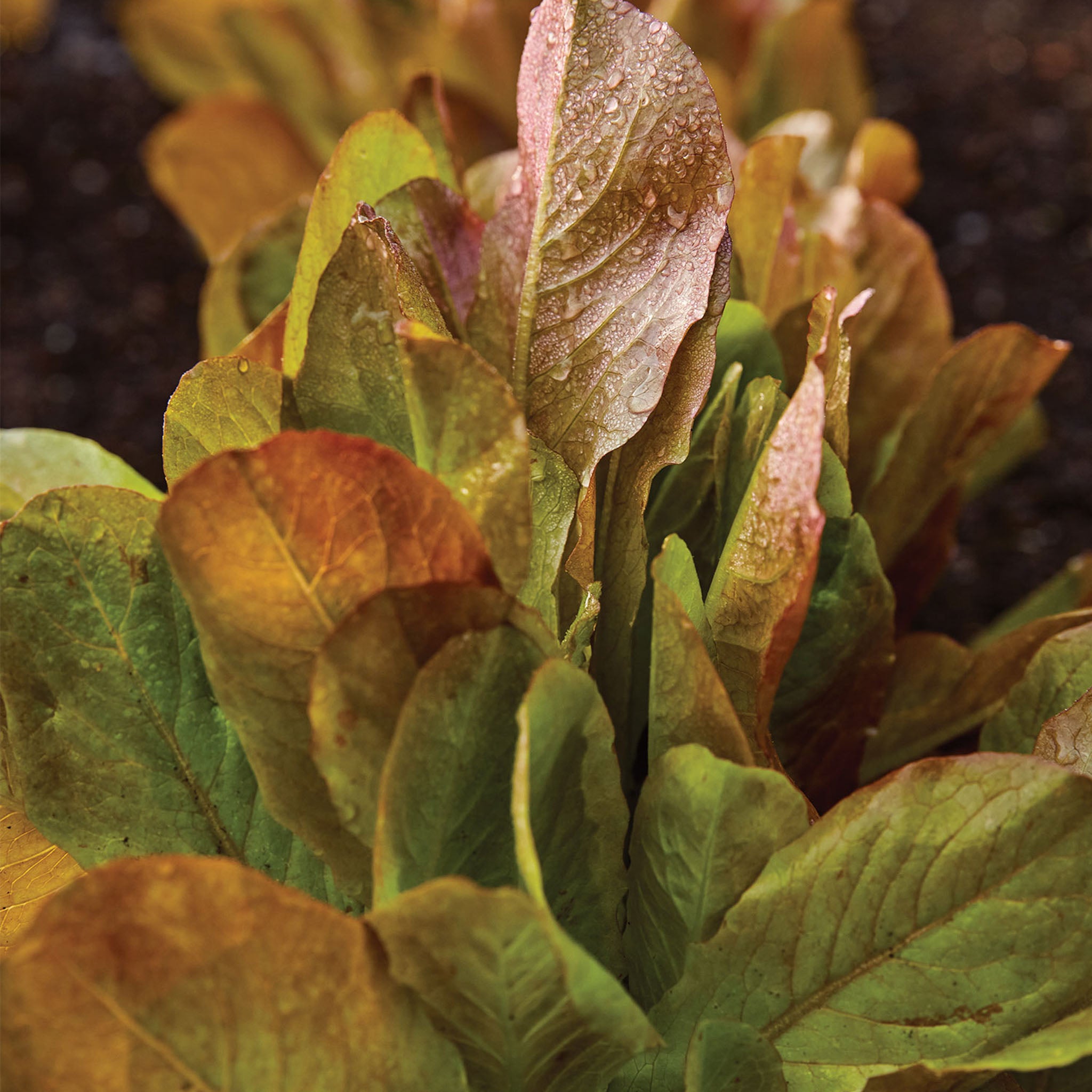 Cimmaron Lettuce