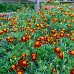 Red Knight Marigold