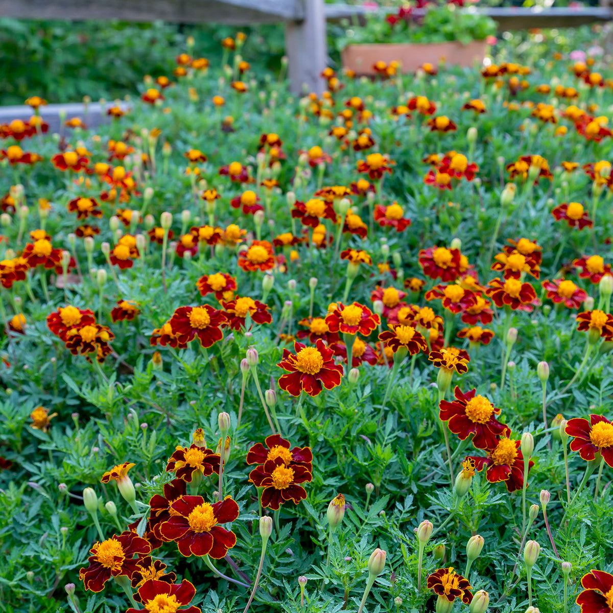 Red Knight Marigold