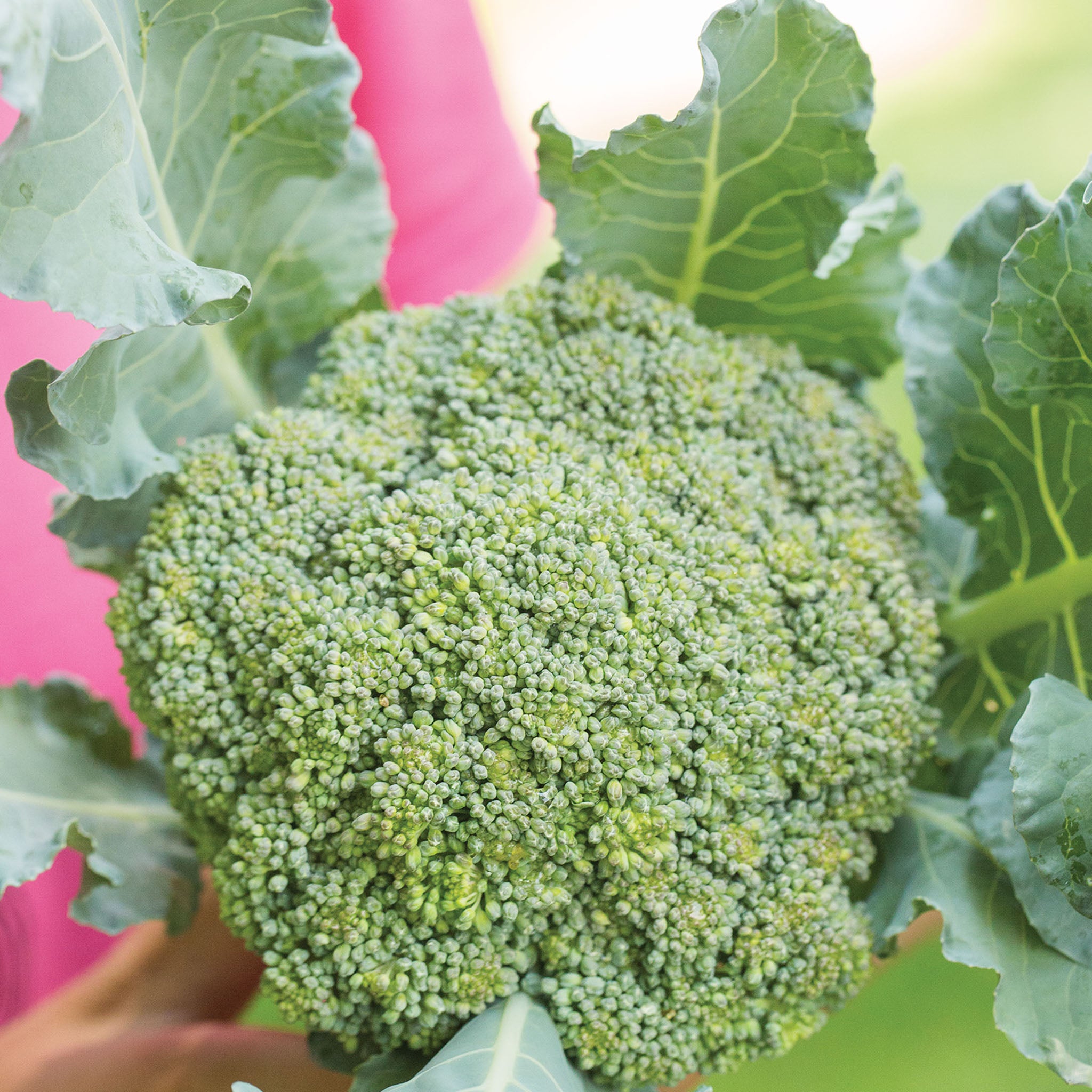 Eastern Magic Broccoli