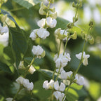 Silver Moon Hyacinth Bean Vine