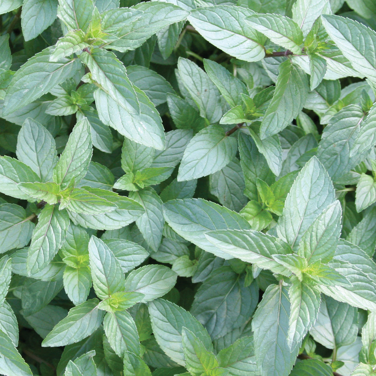 Peppermint Chocolate Mint
