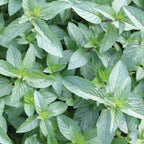 Peppermint Chocolate Mint