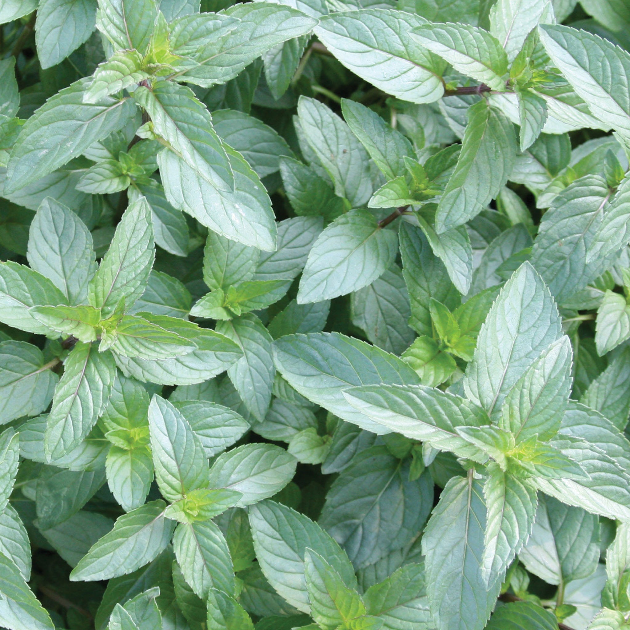 Peppermint Chocolate Mint