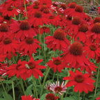 Sombrero Salsa Red Echinacea