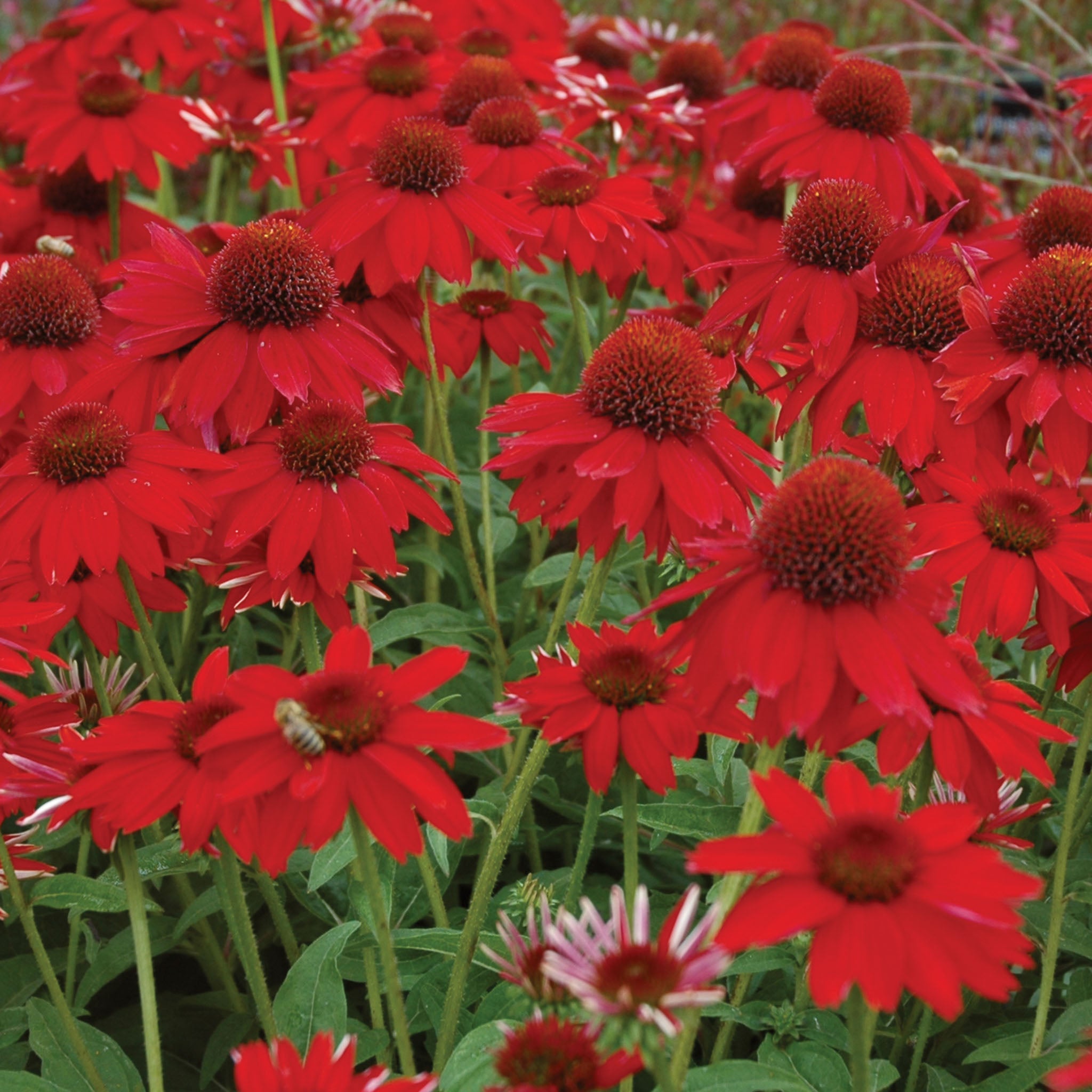 Sombrero Salsa Red Echinacea