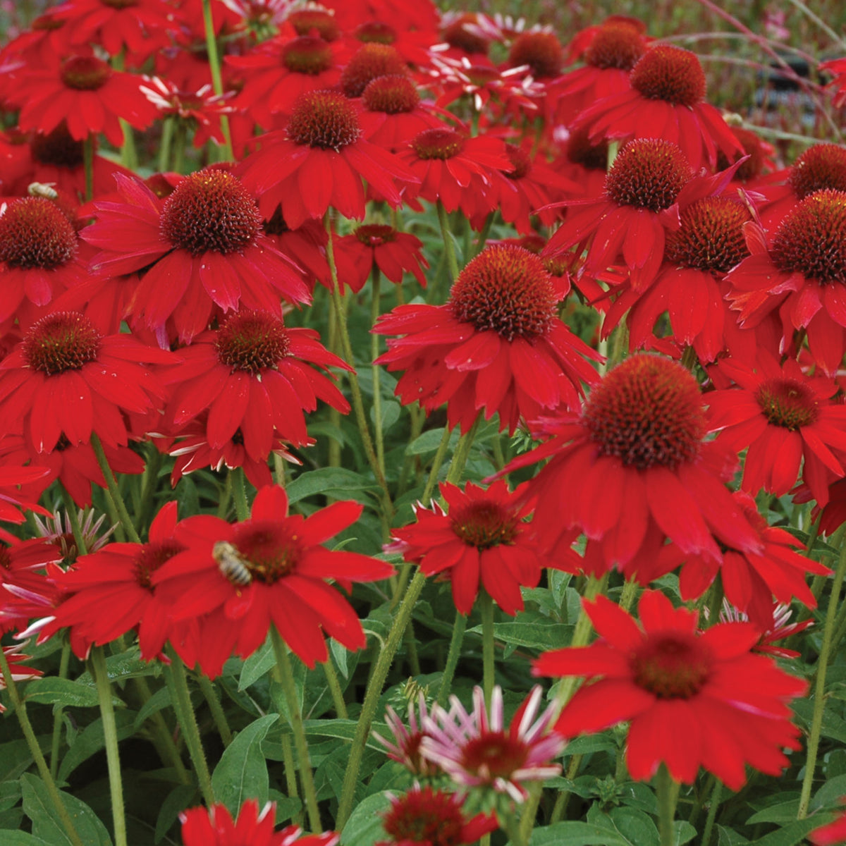 Sombrero Salsa Red Echinacea