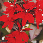Vulcan Red Lobelia