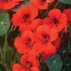 Empress Of India Nasturtium
