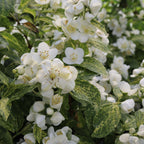 Illuminati Sparks Philadelphus