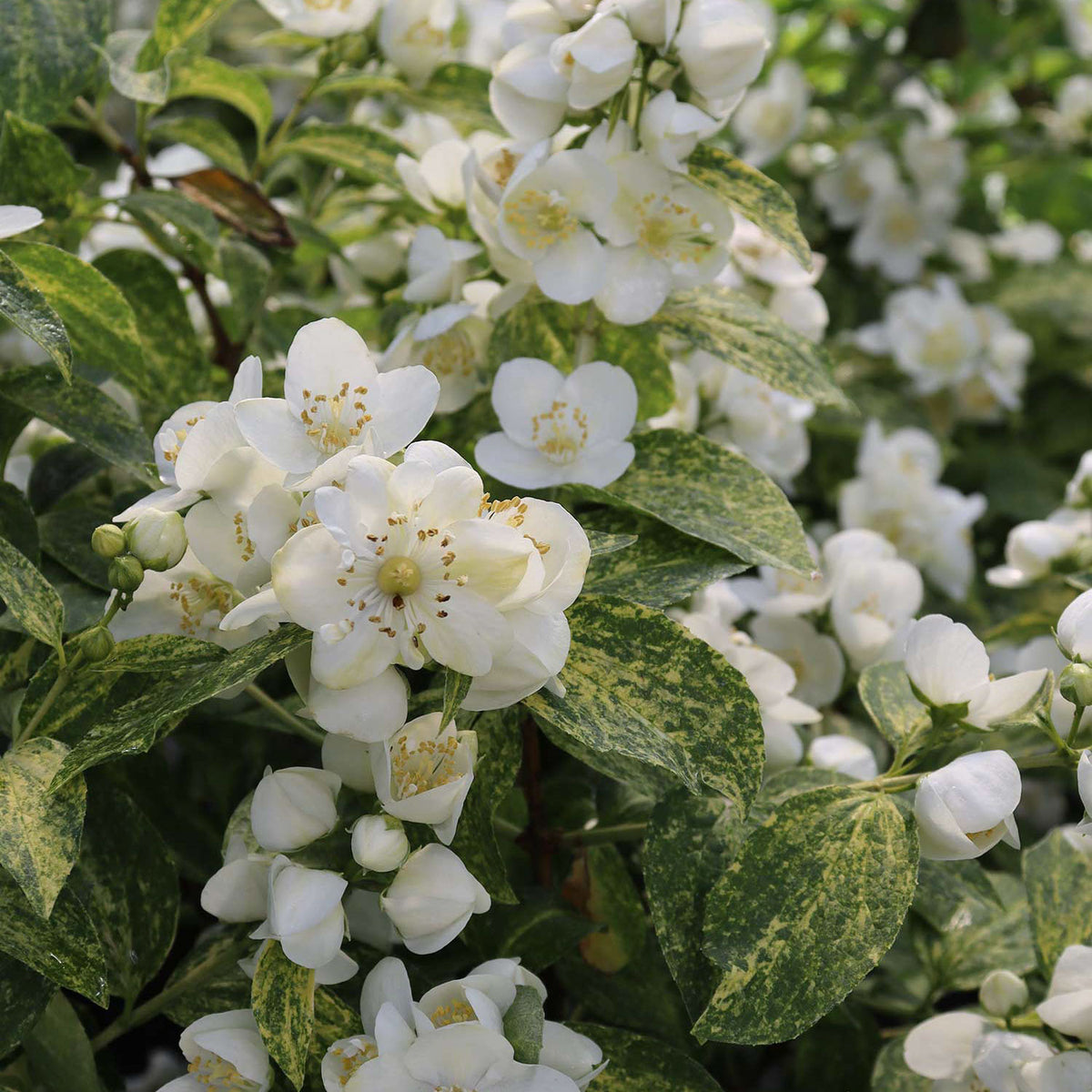 Illuminati Sparks Philadelphus