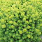 Angelina Sedum Rupestre
