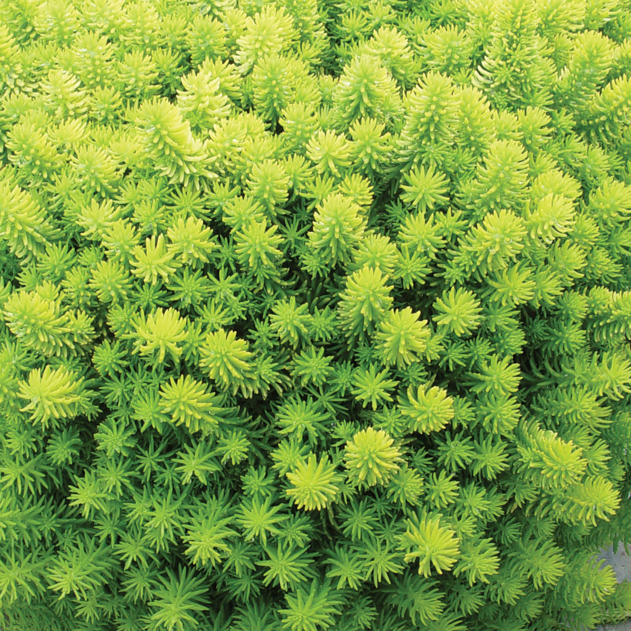 Angelina Sedum Rupestre