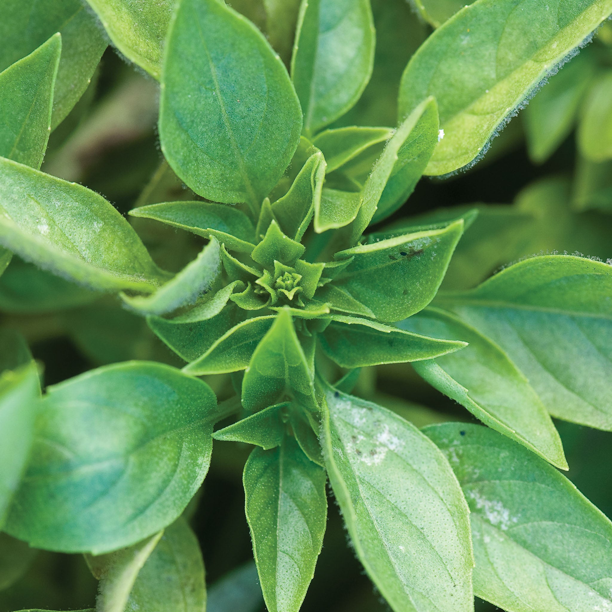 Greek Basil
