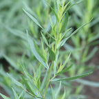 French Tarragon