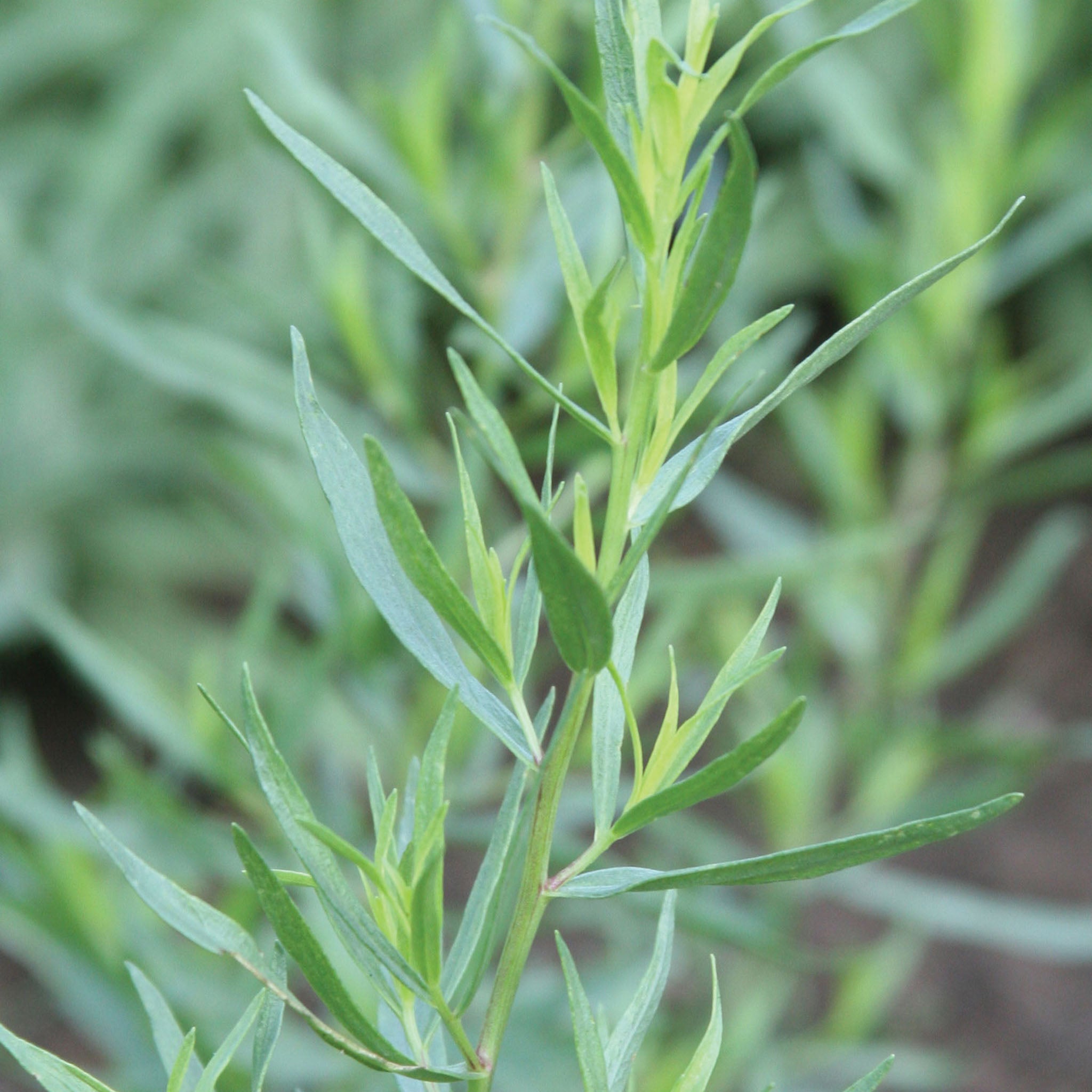 French Tarragon