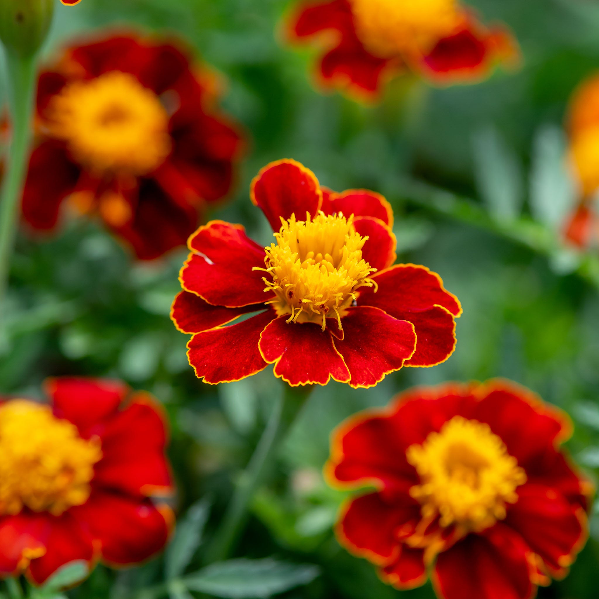Red Knight Marigold
