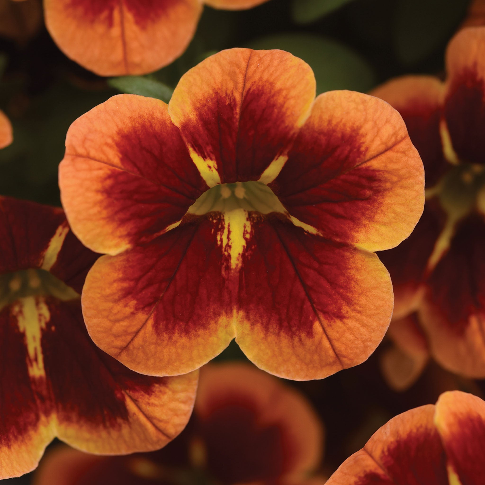 Bumble Bee Orange Calibrachoa