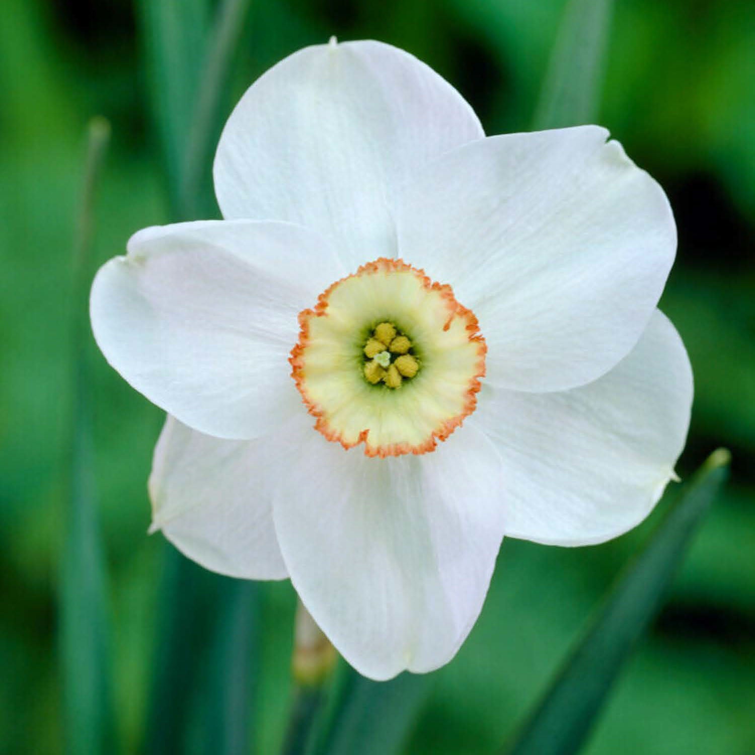 Dreamlight Daffodil Bulbs