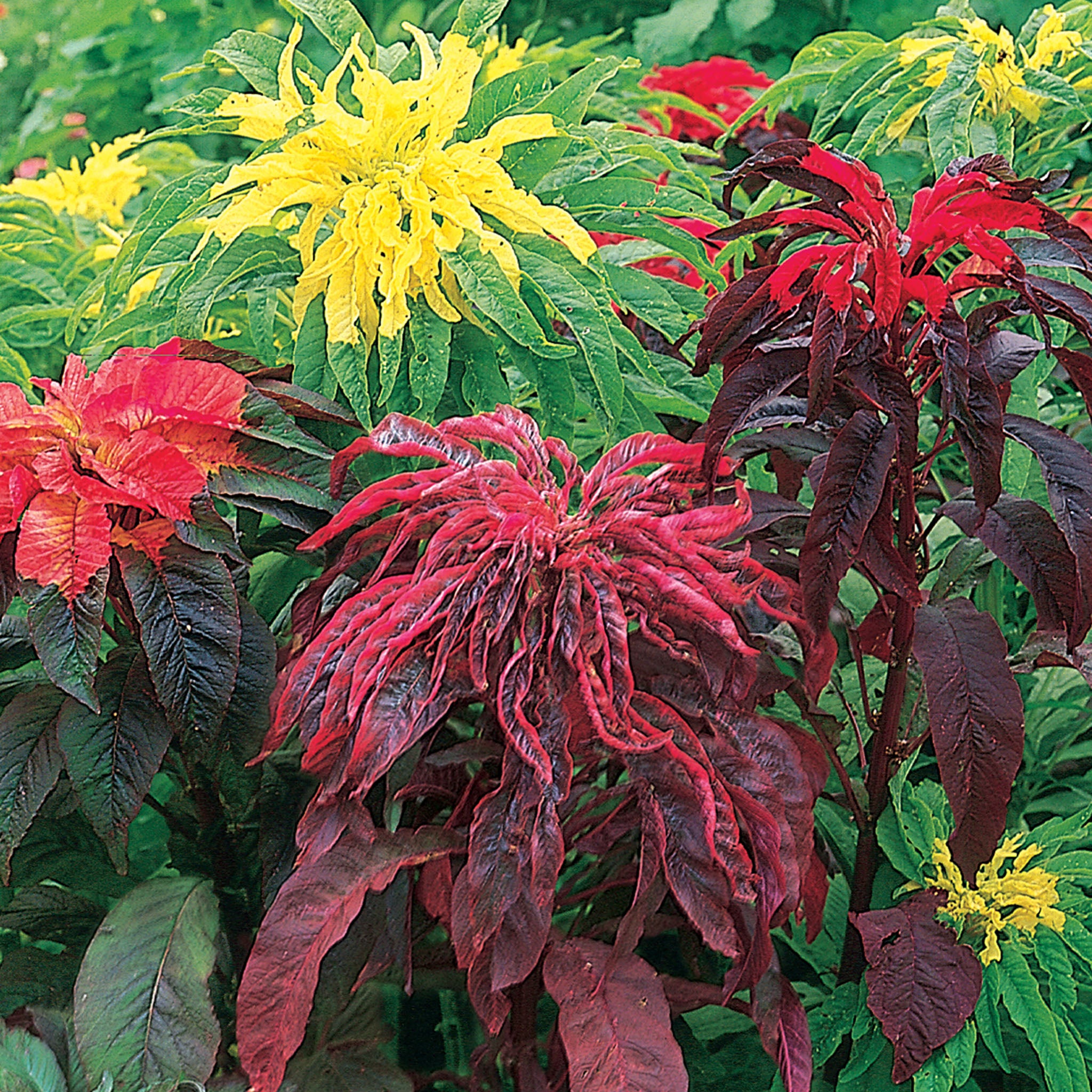 Summer Poinsettia Mix Amaranthus